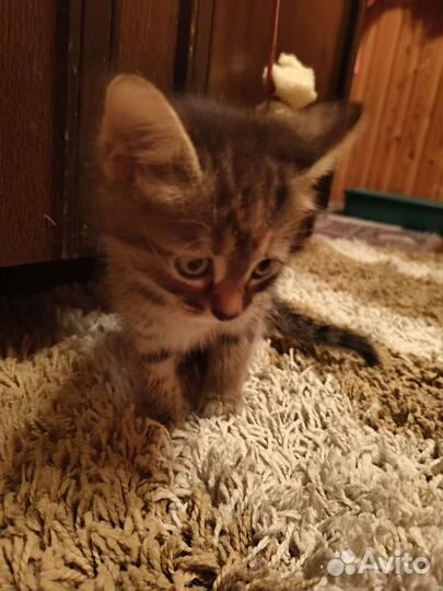 Котенок в дар бесплатно