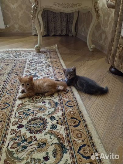 Котята в добрые руки мальчики