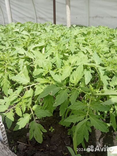 Рассада помидор