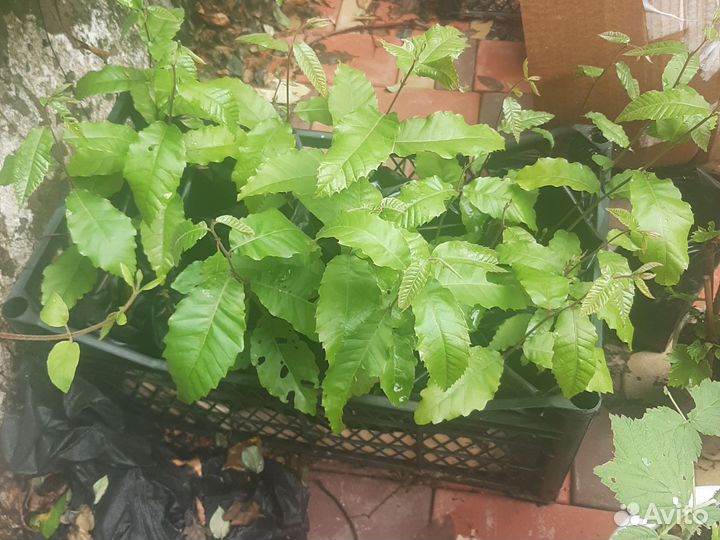 Саженцы каштана китайского, мягчайшего