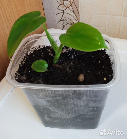 Комнатные растения