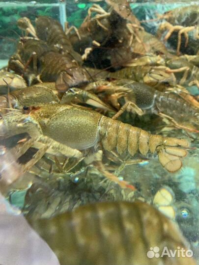 Живые раки с доставкой