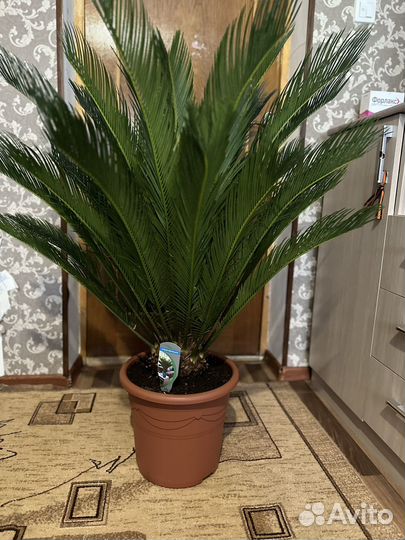Cycas revoluta