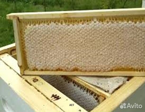 Мёд 24 года Алтайский опт