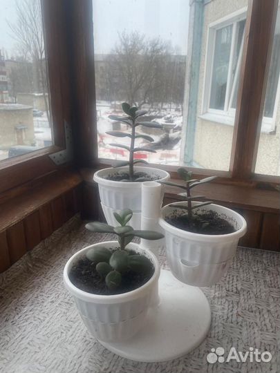 Комнатные цветы