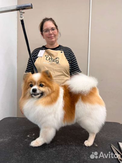 Груминг для собак