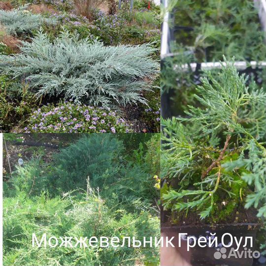 Хвойные растения