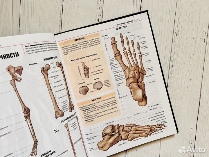 Анатомия человека