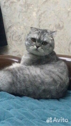 Кошка в добрые руки