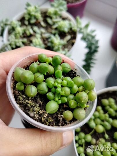 Крестовник Роули