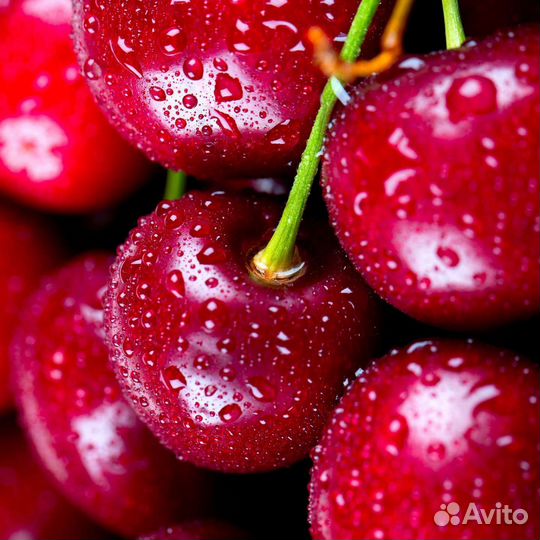 Вишня ягода свежая