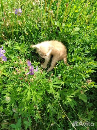 Котята в добрые руки бесплатно мальчики