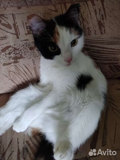 Кошка