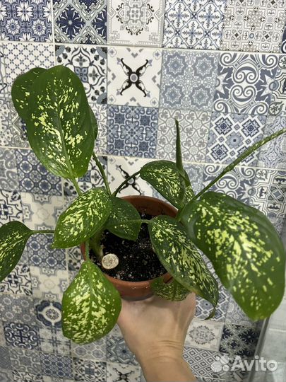 Диффенбахия