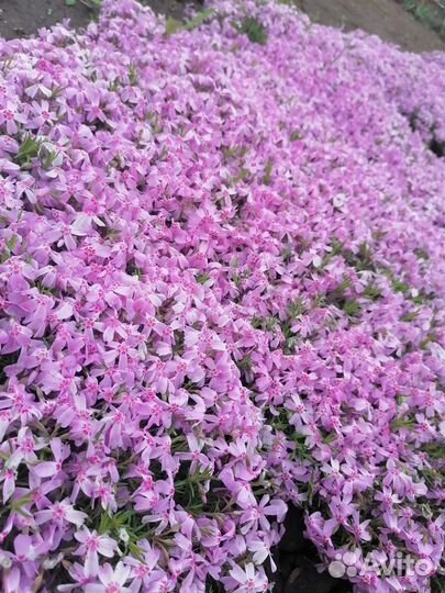 Флокс шиловидный (многолетний)