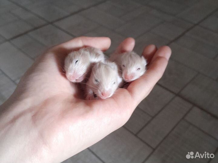 Хомячки 1 месяц добрые и ласкавые ждут новый дом