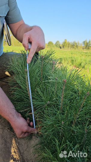 Саженцы сосны и ели окс оптом