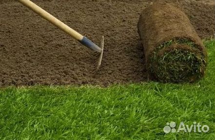 Газон рулонный