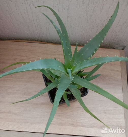 Алоэ в горшочке