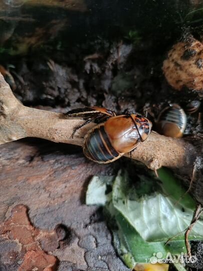 Тараканы автомобильчики (Lucihormetica subcincta)