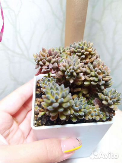 Суккуленты