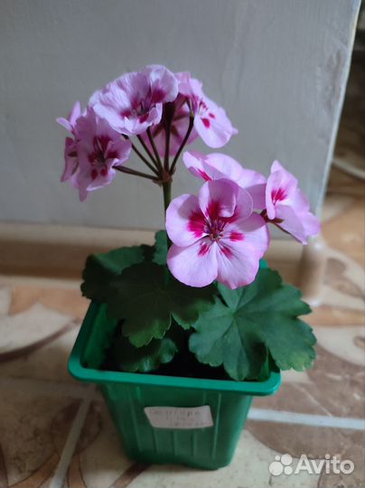Пеларгония 