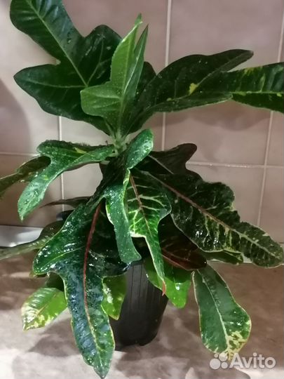 Кротон кодиеум