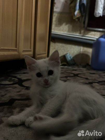Котёнок от шотландской кошки