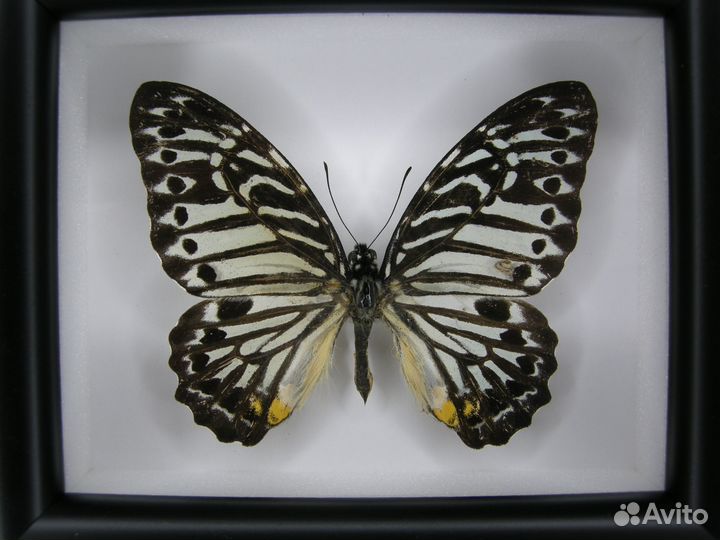 Бабочка в рамке - Graphium antiphates