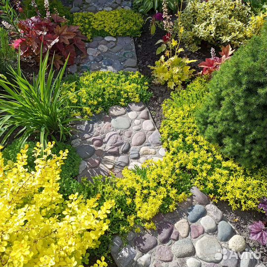 Очиток почвокровный