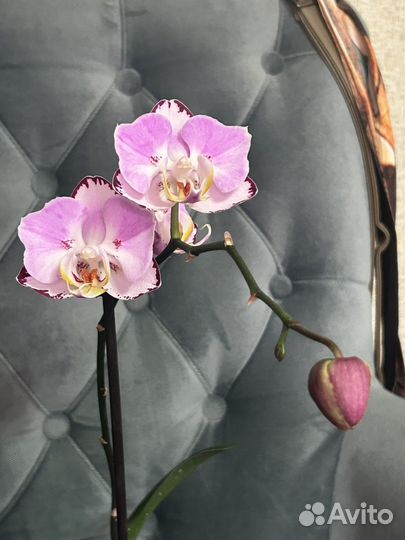 Орхидея фаленопсис бабочка