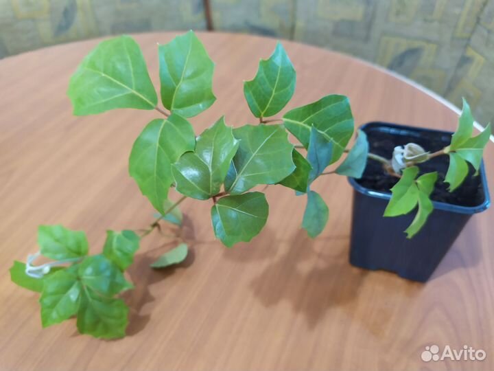 Циссус (березка)