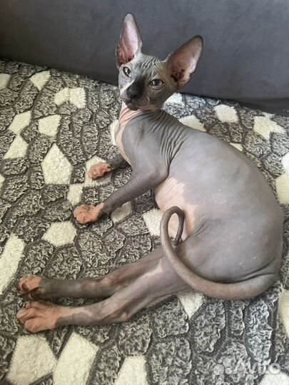 Канадский сфинкс