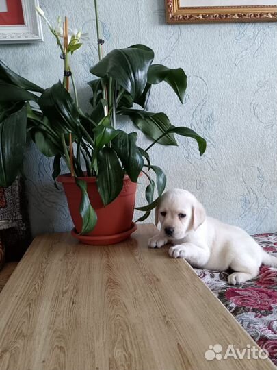 Щенки лабрадора 2 мальчика