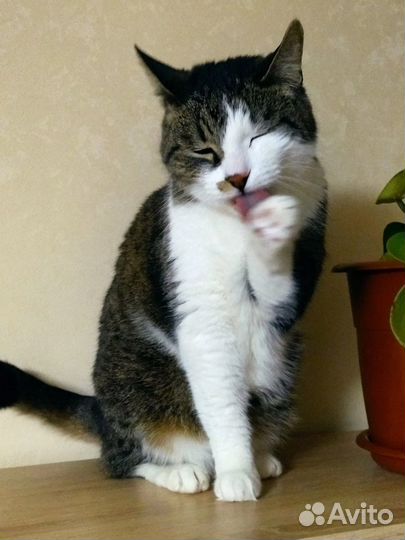 Котик пушок