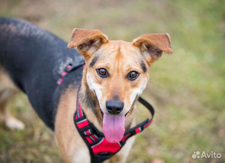 В добрые руки