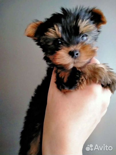 Йоркширский терьер щенки