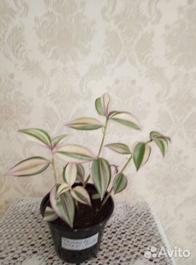 Традесканции сортовые