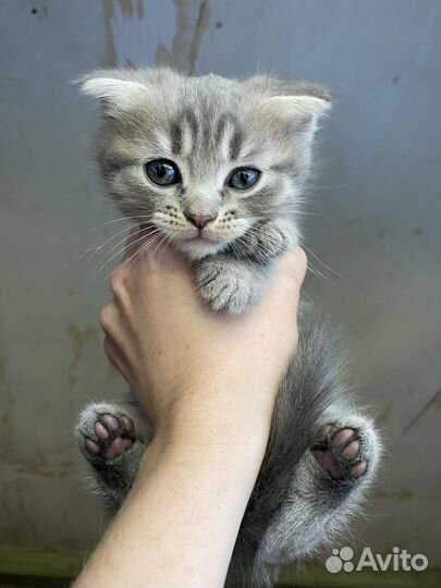 Котенок мальчик 9 недель