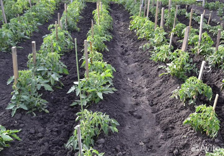 Колышки для подвязки помидор