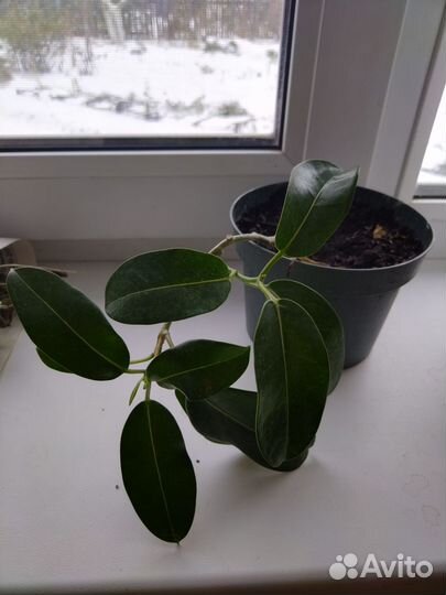 Стефанотис