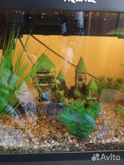 Аквариум полностью оснащён всем 40 литров