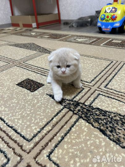 Шотландские вислоухие котята