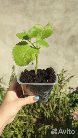 Плектрантус комнатная мята