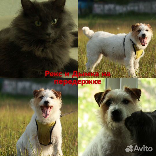 Передержка животных