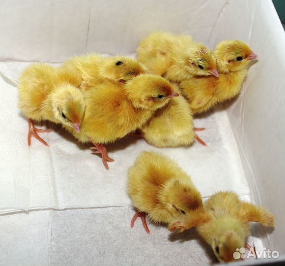 Животные перепелки