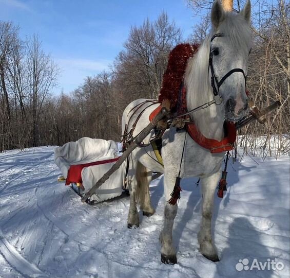 Дед Мороз и Снегурочка на санках