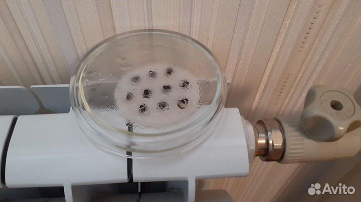 Маракуйя северная (пассифлора Инкарната). Семена