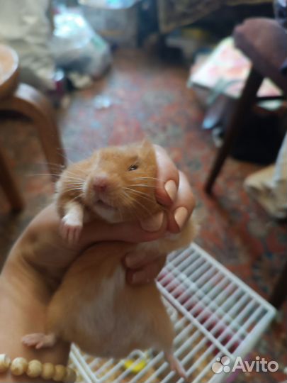 Сирийский хомяки мальчишки