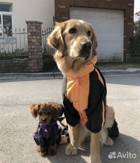 Комбинезон для крупной собаки